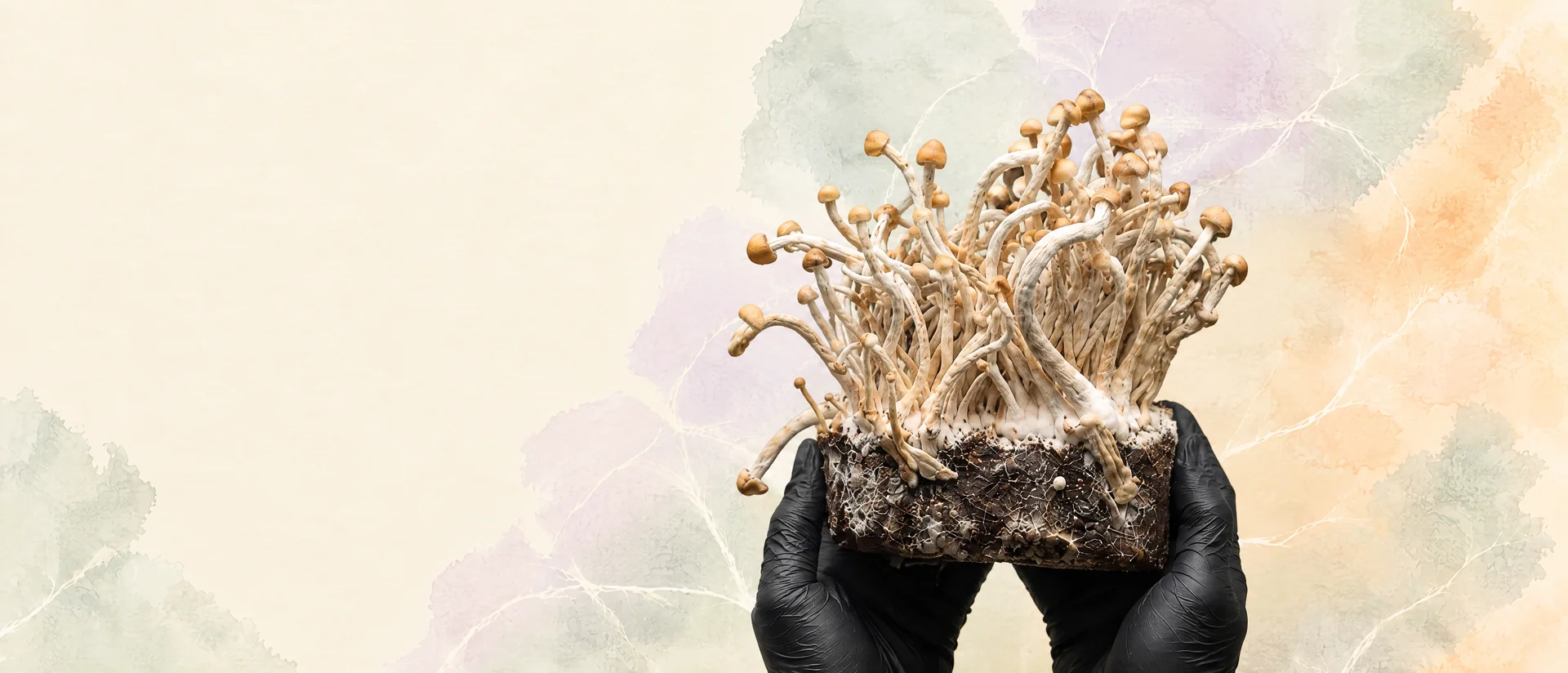 Ruce v černých rukavicích drží pěstební sadu Shroomsy s hustě prorostlým myceliem a plodnicemi